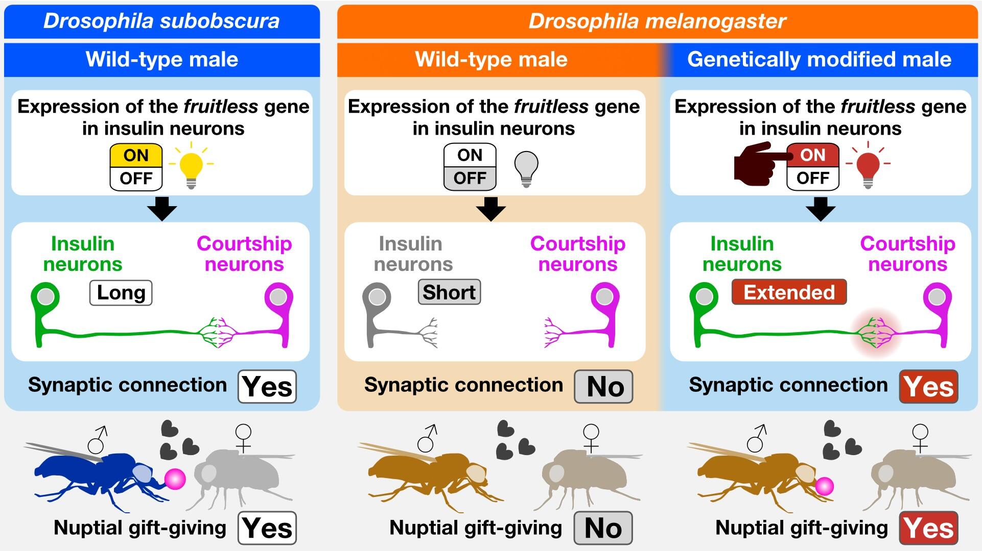 Scientists Achieve World’s First “Behavior Transplant” Between Species